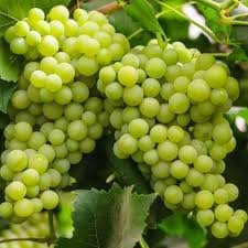 Fresh Grapes
